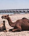 Panic grips Pakistan as India vows to cut off water supply Panic grips Pakistan as India vows to cut off water supply