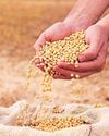 Lessons from soybean56