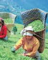 Brewing challenges26