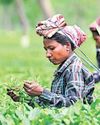 Flareup may take a toll on India's tea exports21