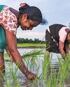 Kharif sowing grows 10% till June 2016