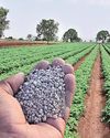 Chinese export squeeze, West Asia crisis drive up DAP fertiliser prices18