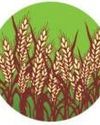 Crop cutting surveys ramped up for better farm output estimates58