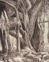150 Years From The Banyan Tree56