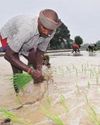 Kharif sowing status: Cotton, soybean lag16