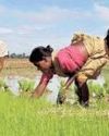 Kharif sowing completed in 75% area Kharif sowing completed in 75% area24