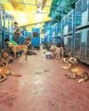 SC: All stray dogs in Delhi-NCR to be relocated to shelters SC: All stray dogs in Delhi-NCR to be relocated to shelters48