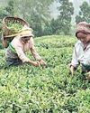 Tea Board pins hope on new mkts as Iran war weighs on trade Tea Board pins hope on new mkts as Iran war weighs on trade1