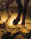 ALL About Navicular