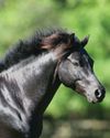 GERMAN RIDING PONY