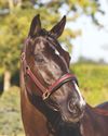 THE HANOVERIAN11