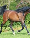 Arabian Horse Arabian Horse12