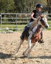Young Rider