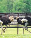 Ostrich EDUCATION