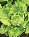 Year-Round Lettuce & Salad Mixes