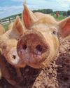 THE ULTIMATE SMALL-FARM HOG Guide THE ULTIMATE SMALL-FARM HOG Guide
