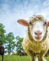 THE Ultimate SMALL-FARM RUMINANT THE Ultimate SMALL-FARM RUMINANT
