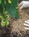 Much Ado about MULCHING Much Ado about MULCHING