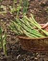 PERENNIAL Perks PERENNIAL Perks