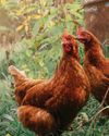raise STRONGER CHICKENS raise STRONGER CHICKENS