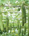 Avant Gourd Avant Gourd