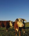 THE breeds YOU NEED THE breeds YOU NEED