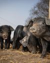 LARGE BLACK HOC Hobby Farms