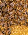 HEALTHLY HIVES Hobby Farms