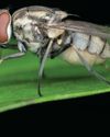 Summer Flies10