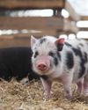 ABOUT HOG RAISING9