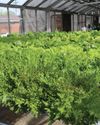 Raising Plants Hydroponically Hobby Farms