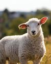 Looking for LAMENESS8