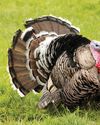 NARRAGANSETT TURKEY Hobby Farms