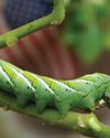 Caterpillar Identification0