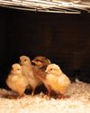 Hobby Farms