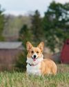 Faithful Farm Dogs Hobby Farms