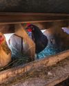 EGGS IN WINTER1