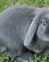 MINI LOP RABBITS Hobby Farms