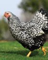 Hobby Farms