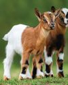 Hobby Farms