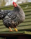 Hobby Farms