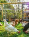 Hobby Farms