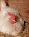 Hobby Farms