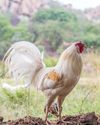 Hobby Farms