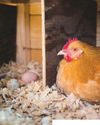 Hobby Farms