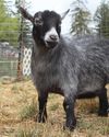 Hobby Farms