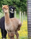 Hobby Farms
