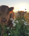 Hobby Farms