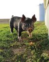 Hobby Farms