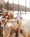 Hobby Farms